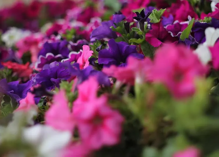 Apartahotel Punta Falcone